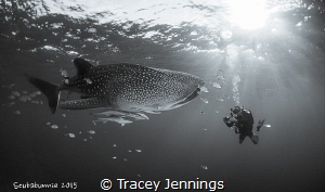 Adrian and the whaleshark by Tracey Jennings 
